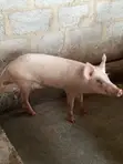 Mature Pigs for Slaughter - Abuja - 1