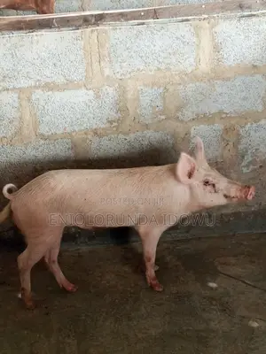 Aladun da suka Girma don Kashewa - Abuja