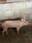 Mature Pigs for Slaughter - Abuja - 2