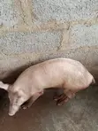 Mature Pigs for Slaughter - Abuja - 3