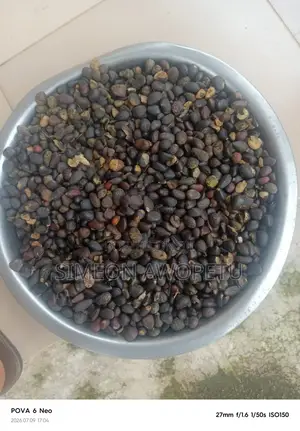 Dankalin Kwakwa (Fasa)