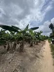 600sqm Filin Noma na Zuba Jari a Ijebu-Ode - 1
