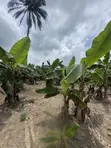 600sqm Filin Noma na Zuba Jari a Ijebu-Ode - 2
