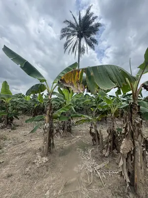 600sqm Farm Land Investment in Ijebu-Ode