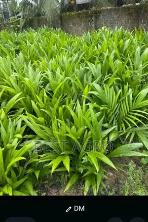 Fruit Tree Seedlings for Planting