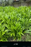 Fruit Tree Seedlings for Planting - 1