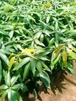 Fruit Tree Seedlings for Planting - 3