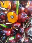 Fruit Tree Seedlings for Planting - 4