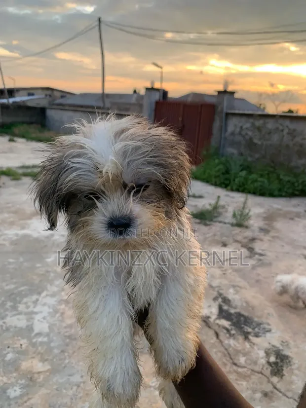 Purebred Lhasa Apso Puppy - 13 Weeks Old - 1