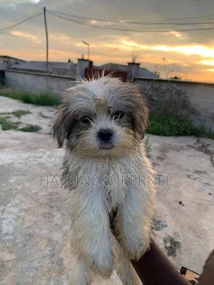 Purebred Lhasa Apso Puppy - 13 Weeks Old