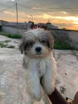 Purebred Lhasa Apso Puppy - 13 Weeks Old - 2