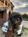 Purebred Lhasa Apso Puppy - 13 Weeks Old - 3