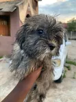 Purebred Lhasa Apso Puppy - 13 Weeks Old - 4