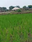 100 Acres Fertile Farmland for Sale in Obafemi-Owode - 2