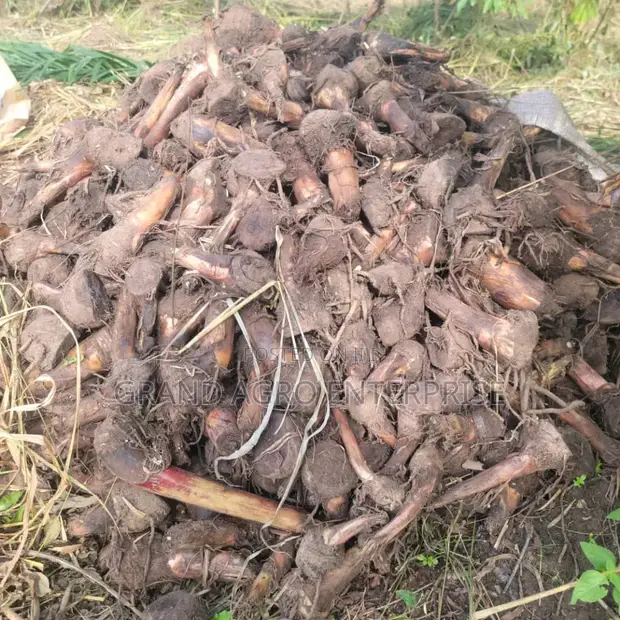 Hybrid Plantain Suckers - 1