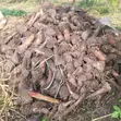 Hybrid Plantain Suckers - 1