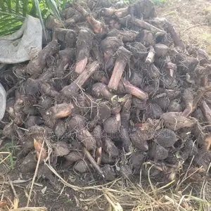 Hybrid Plantain Suckers