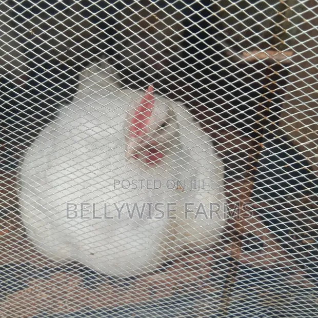 Six Weeks Old Broilers - 1