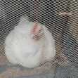 Six Weeks Old Broilers - 1