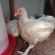 Six Weeks Old Broilers - 2