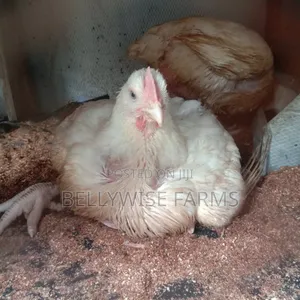 Six Weeks Old Broilers