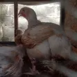 Six Weeks Old Broilers - 4