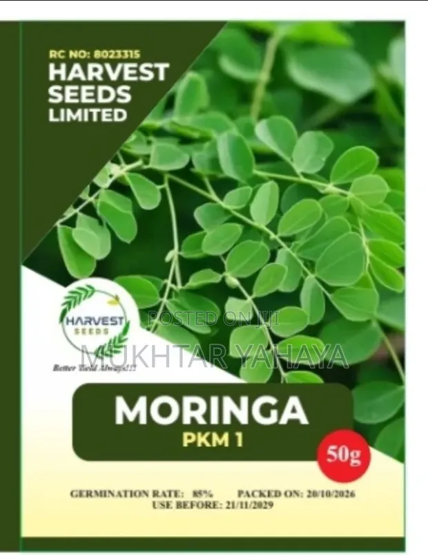 Moringa PKM 1 Seeds - High Biomass, Tropical Adaptation - 1
