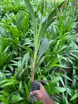 Hybrid Tenera Oil Palm Seedlings - 1