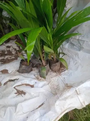 Hybrid Tenera Oil Palm Seedlings