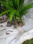 Hybrid Tenera Oil Palm Seedlings - 2
