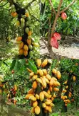 Kwayoyin Cocoa masu Gauraye - 1