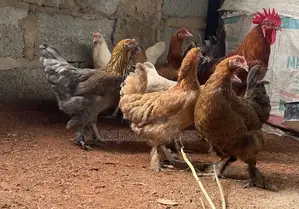 Brahma Point of Lay Hens