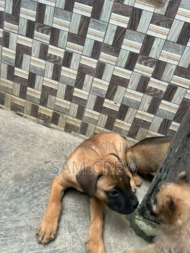 Purebred Boerboel Puppy (1-3 Months) - 1