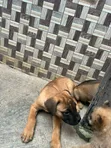Purebred Boerboel Puppy (1-3 Months) - 1