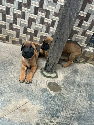 Purebred Boerboel Puppy (1-3 Months)