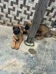 Purebred Boerboel Puppy (1-3 Months) - 2