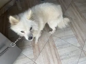 American Eskimo Dog, 7 Months Old, Male, Purebred