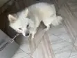 American Eskimo Dog, 7 Months Old, Male, Purebred - 1