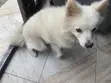 American Eskimo Dog, 7 Months Old, Male, Purebred - 2