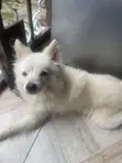 American Eskimo Dog, 7 Months Old, Male, Purebred - 3