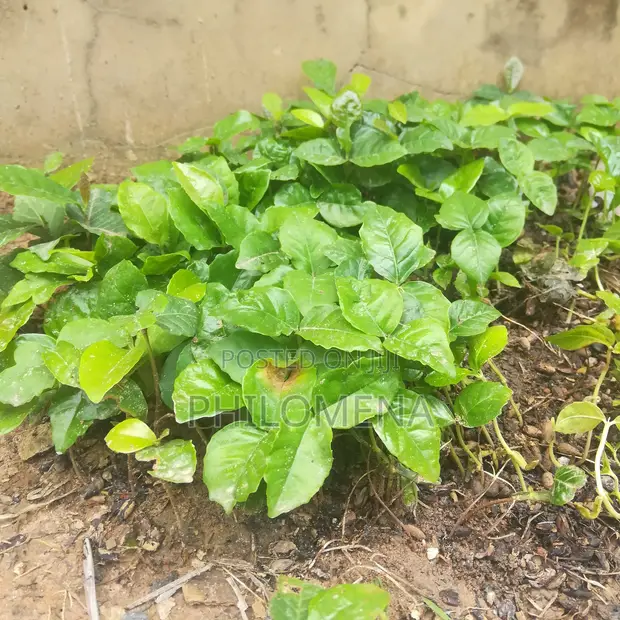 Quality Breadfruit Seedling - 1st Choice - 1