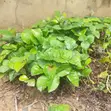 Quality Breadfruit Seedling - 1st Choice - 1