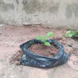Quality Breadfruit Seedling - 1st Choice - 2
