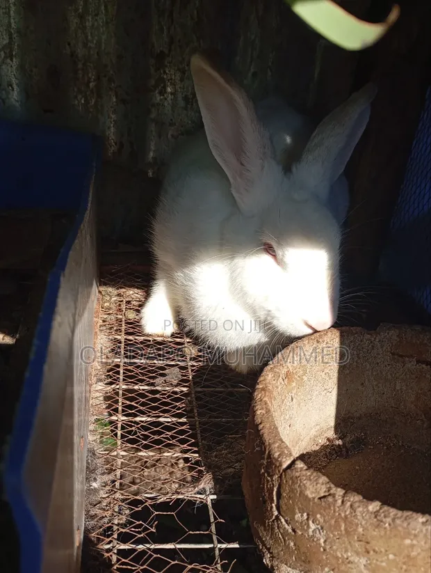 Pregnant Doe Rabbit - HYLA Breed - 1