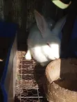 Pregnant Doe Rabbit - HYLA Breed - 1