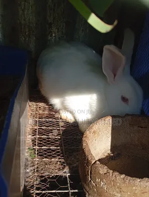 Pregnant Doe Rabbit - HYLA Breed