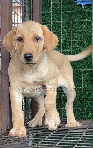 Female Labrador Retriever Puppy (1-3 Months)