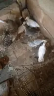 Local Turkey - 2 Months Old - 1