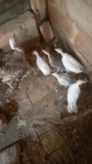 Local Turkey - 2 Months Old