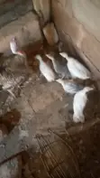 Local Turkey - 2 Months Old - 2